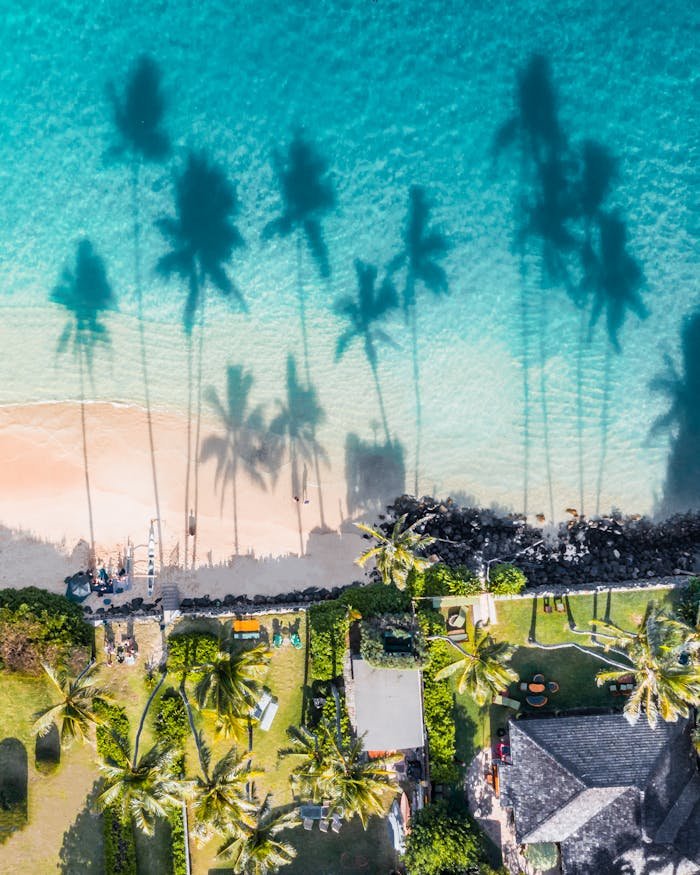 Shadow of Palm Trees on the Blue Water of the Beach